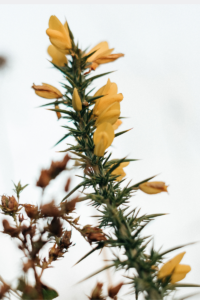 Raíz de berberina (Berberis vulgaris), fuente natural del alcaloide estudiado en oncología