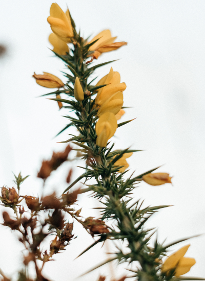 Raíz de berberina (Berberis vulgaris), fuente natural del alcaloide estudiado en oncología